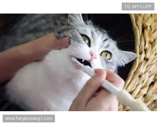 掌敏洁家的猫都比我们活得精致 掌敏洁家的猫都比我们活得精致